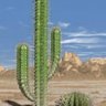 urbexcactus