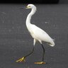 Egret