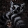 LuluLemur