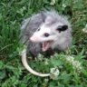 Possum